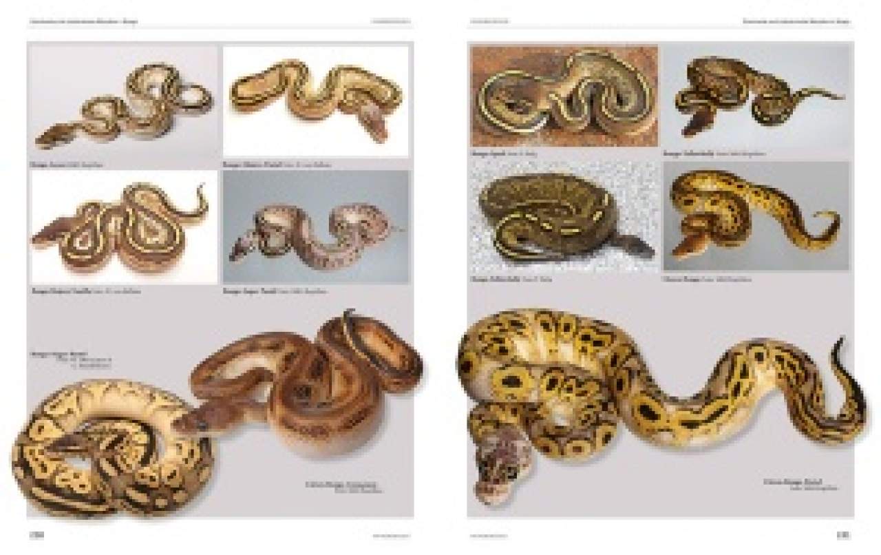 Python regius - Atlas of Colour Morphs, Keeping and Breeding